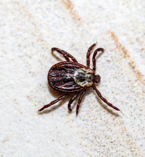 A reddish-brown tick on a tile, a close-up of a wood tick