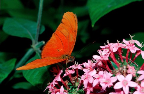 Julia butterfly, Dryas iulia, Costa Rica, South America, La Paz Waterfall Gardens, Peace Lodge,