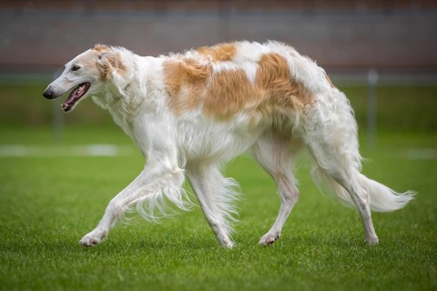 A borzoi a type of greyhound walks across a green meadow