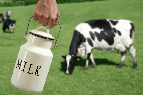 Milk pot urn on farmer hand with cow in meadow background