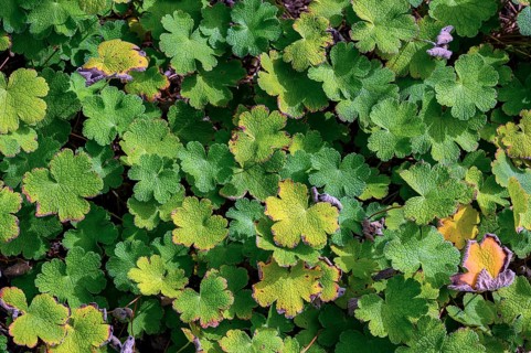 Leaves of Geranium renardii, Allgäu, Bavaria, Germany, Europe