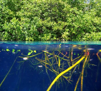 Mangrove up down waterline real ecosystem organic algae in suspension