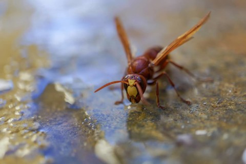 Frontal view of an invasive asiatic wasp, Vespa orientalis, drinking water in a puddle