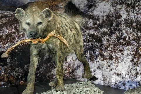The cave hyena (Crocuta crocuta spelaea), exhibition Eiszeit Safari Allgäu in the Marstall,