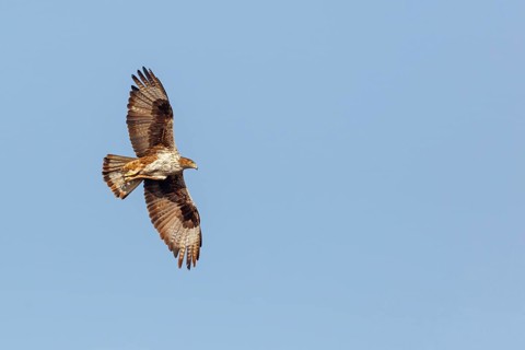 Bonelli's eagle (Hieraaetus fasciatus), Aigle de Bonelli, Águila-azor Perdicera, Tawi Atayr,
