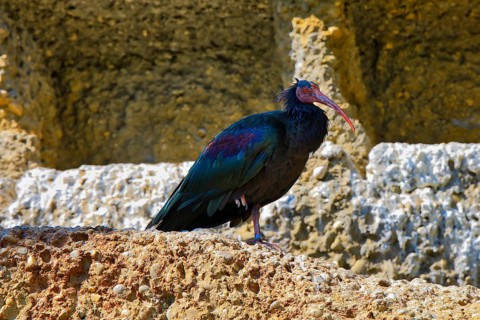 A Northern Bald Ibis with colourful feathers stands on a rocky ground in a natural environment,