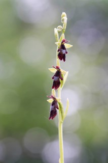 Fly orchid (Ophrys insectifera), fully developed flower, Münsterland, North Rhine-Westphalia,