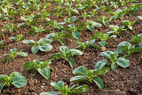 Fresh cabbage from farm field. View of green cabbages plants. Organic farming