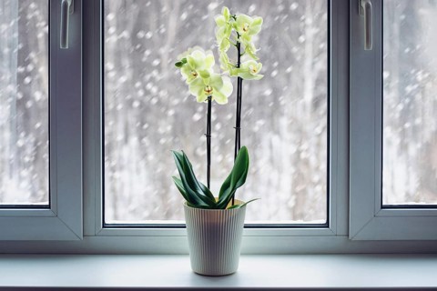 Orchid booming on windowsill in winter, Phalaenopsis plant care, flowering houseplants in cold