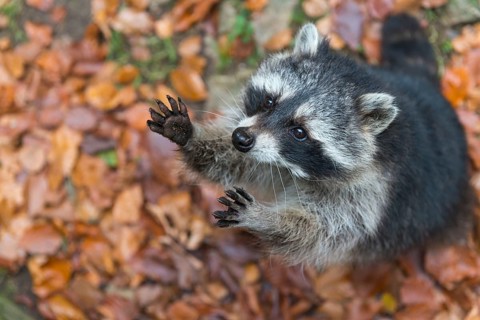 Raccoon (Procyon lotor) Saxony-Anhalt, Germany, Europe
