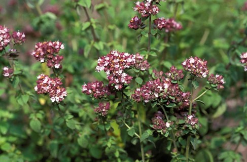 Marjoram (origanum majorana) Bloom
