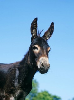 Domestic ass, mature, Western France