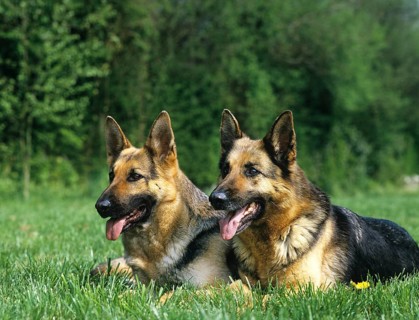 German Shepherd Dog, Adults laying on Grass