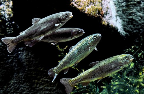 Rainbow Trout, salmo gairdneri