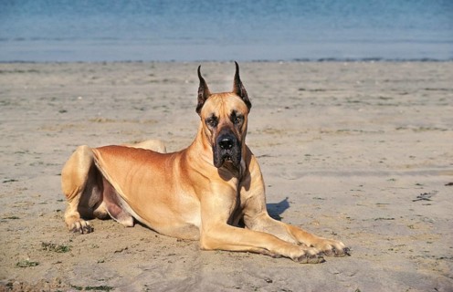 GREAT DARE OR GERMAN MASTIFF LAYING DOWN ON BEACH (OLD STANDARD BREED WITH CUT EARS)
