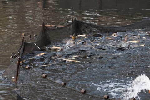 Common carp (Cyprinus carpio) in fishing net, during fishing of carp pond, Stradower Teiche,