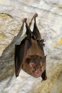 Great Horseshoe Bat (rhinolophus ferrumequinum), Adult hanging in Cave