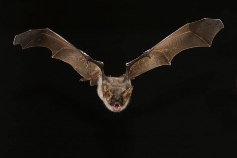Greater mouse-eared bat (Myotis myotis), exempt, Germany, Europe