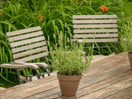 Wooden table with lavender pot and two wooden chairs in a green garden, borken, westphalia, germany