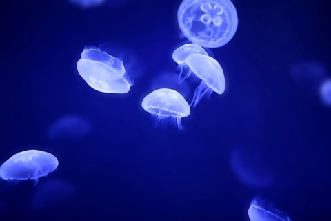 Moon jellyfish over blue water Aurelia Aurita