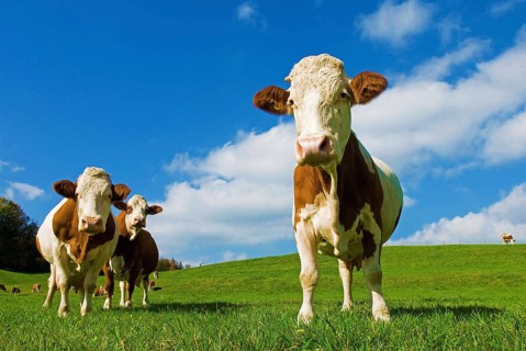 Three dairy cows, cattle, herd on the pasture, blue sky, sunshine, curiously watching the