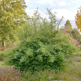Glossy umbrella bamboo (Fargesia nitida 'Winter Joy'), Anchers Havecenter, Boskoop, Zuid-Holland,