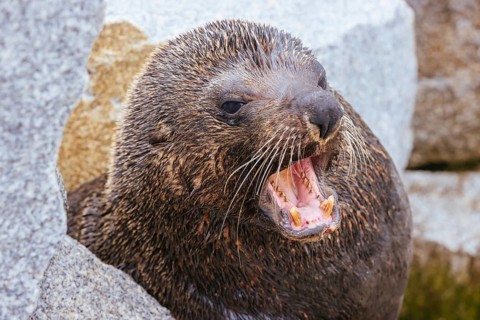 An Australian Fur Seal basks in the sun on rocks in summer near Wagonga Inlet in Narooma, New South