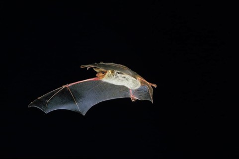 Mouse-Eared Bat (myotis myotis), Adult in Flight against Black background