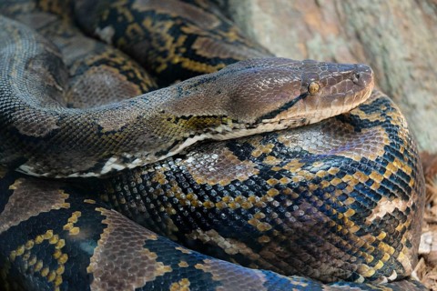 FUENGIROLA, ANDALUCIA/SPAIN - JULY 4 : Reticulated Python (Python reticulatus) in the Bioparc