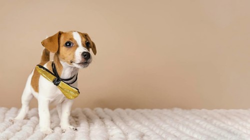 Cute beagle wearing yellow bow time. Resolution and high quality beautiful photo