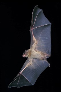 Mouse-Eared Bat (myotis myotis), Adult in Flight