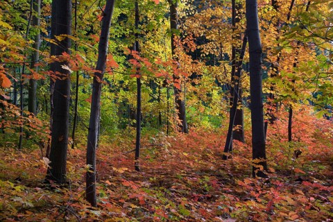Deciduous forest with American Red Oak, Belgium (Quercus rubra)