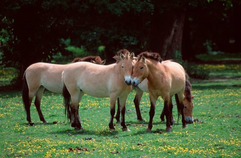 Przewalski's horses (Equus przewalskii), pair, Przewalski's Wild Horses, pair (mammals) (mammal