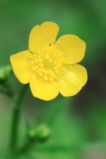 Meadow Buttercup (Ranunculus acris), North Rhine-Westphalia, Germany, Europe