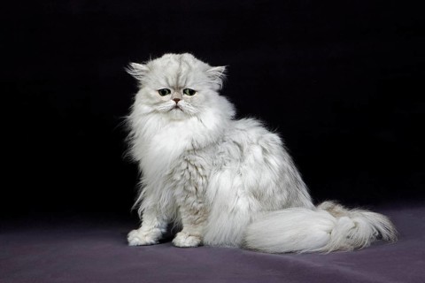 Silver Chinchilla Persian Domestic Cat with Green Eyes, Adult Sitting on Black Background