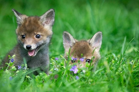 Red Fox (vulpes vulpes), Pup with Flowers, Normandy