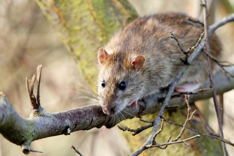 Norway rat on a tree