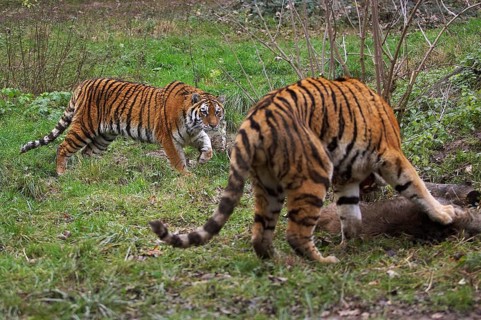 Siberian Tiger (panthera tigris altaica) with a Kill, a Wild boar