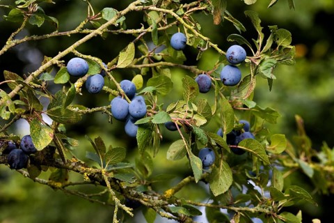 Quetsche Plums, prunus domestica, Fruits on Branch in Normandy