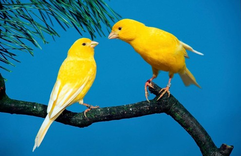 Canary, yellow