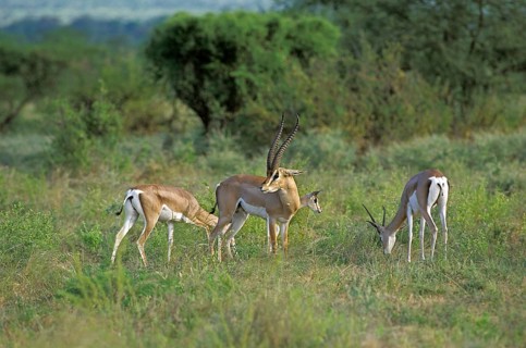 Grant's Gazelle (gazella granti), Herd, Kenya, Africa