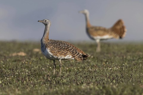 Great bustard (Otis tarda) f, Spain, Europe