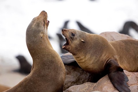South African Fur Seal (arctocephalus pusillus), Females on Rocks, Cape Cross in Namibia
