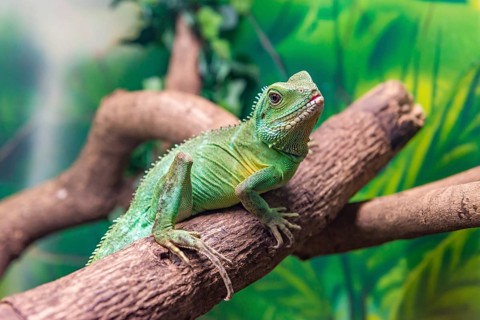 Chinese Water Dragon (Physignathus cocincinus) slithering on a branch