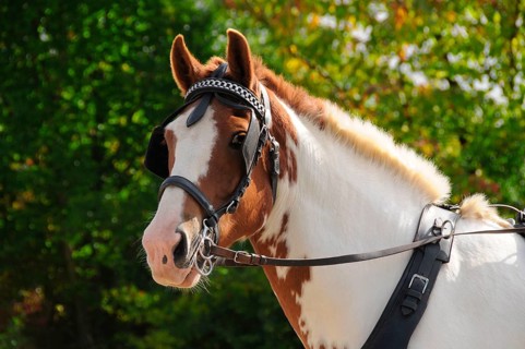 Driving, single carriage, breastplate tension, driving snaffle, blinkers, chestnut pinto