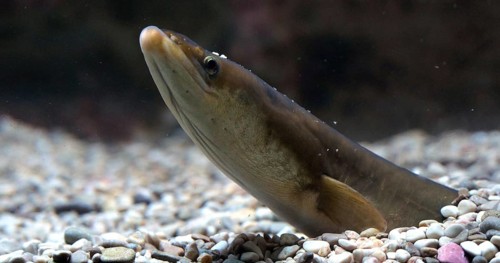 Common Eel or European Eel (anguilla anguilla), Adult buried in the ground