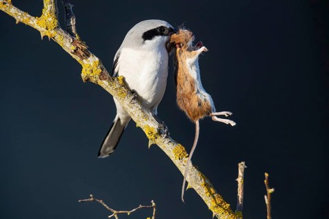 Great Grey Shrike (Lanius excubitor) consuming a mouse impaled in a thorn bush, Germany, Europe