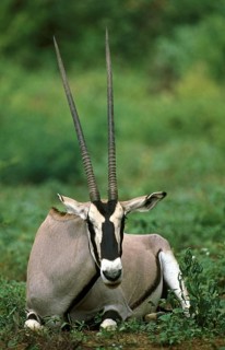 Beisa Oryx (oryx beisa), Male laying down, Kenya, Africa