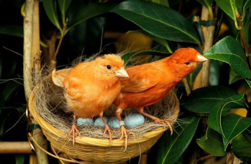RED CANARY, PAIR IN NEST WITH EGGS