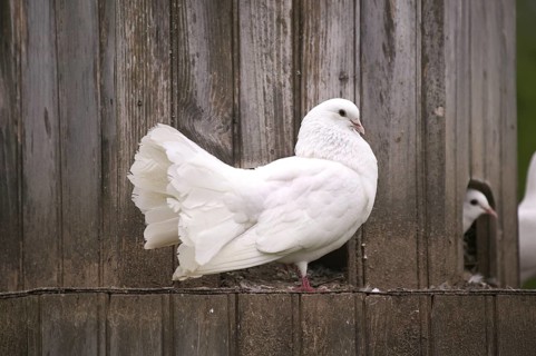White fan pigeon